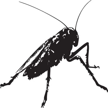 Silhouette of a cockroach insect silhouette vector