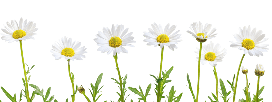 Daisies are growing in the grass and are white png