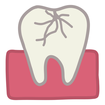 Roots of s tooth png