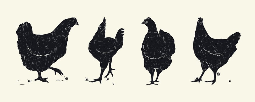 Collection of Pencil Drawing of Vintage Chickens. Grunge designs of hens with subtle grainy texture. Cartoon hand drawn birds vector