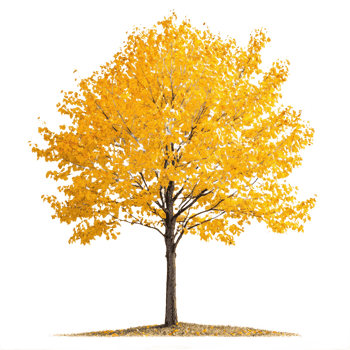 a yellow tree on transparent background png