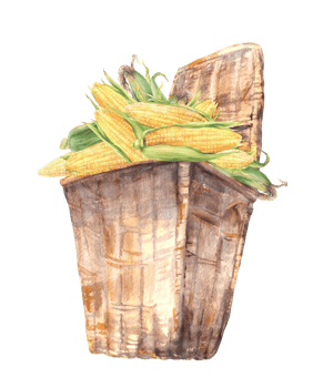 Wicker basket with corn cobs. Harvested golden maize cobs, fresh ripe yellow grains food storage. Watercolor realistic hand painted illustration for food, farm produce label Isolated from background png