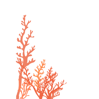 Isolated coral on transparent background png