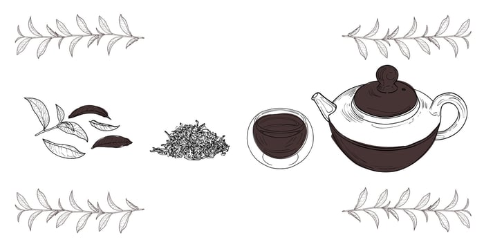 Black line art tea from plant to pot. Hand drawn tea illustration. Black tea design for online and print tea projects. Outline line art with flat colored details for bar or cafe menu designs. vector