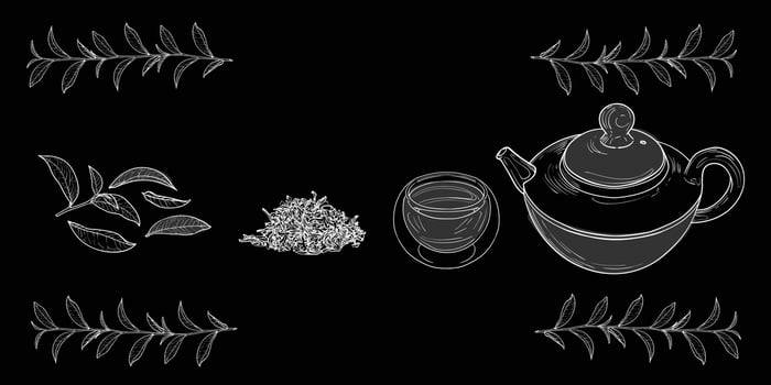 White line art tea from plant to pot. Hand drawn tea illustration. Black tea design for online and print tea projects. Outline line art with flat colored details for bar or cafe menu designs. vector