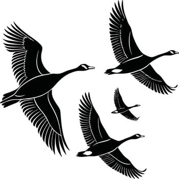 Silhouette Flying Geese Black and White Detailed Feathers Spread Wings Elegant Migration Flock Birds Nature vector