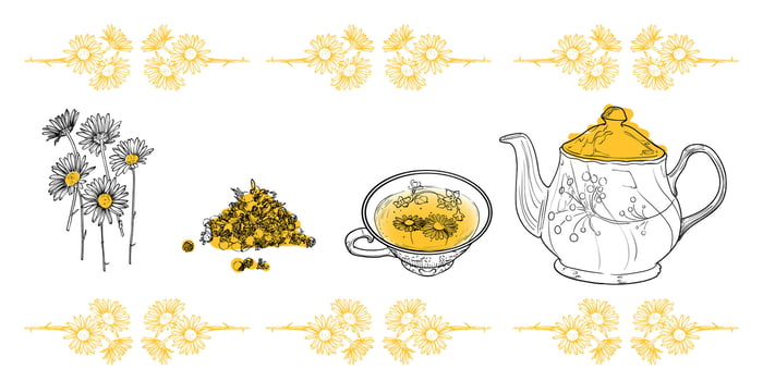 Line art tea from plant to pot. Hand drawn tea illustration. Chamomile tea design for online and print tea projects. Outline line art with flat colored details for bar or cafe menu designs. vector