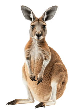 A close-up of a kangaroo posing elegantly, showcasing its features. png