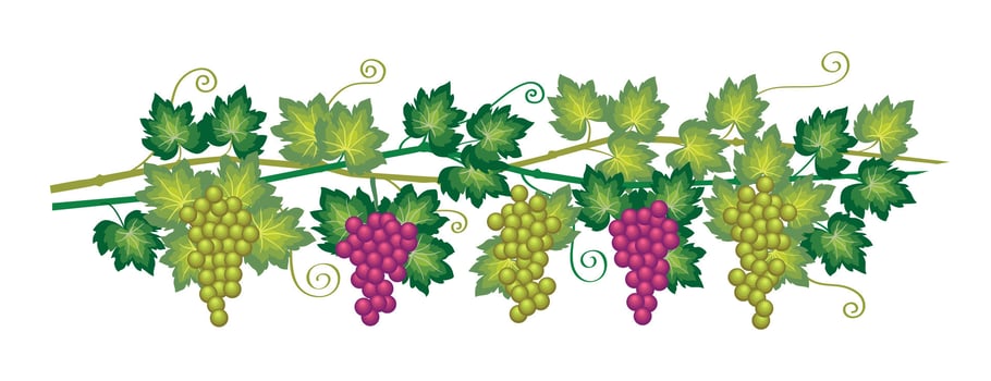 Bunches of grapes, sweet wine berry, illustration design. vector