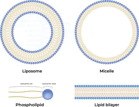Liposomes and Micelles Colorful Design Illustration vector