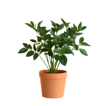 Stylish Plant for Enhancing Living Spaces png