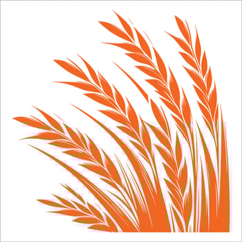 Golden Wheat Ears Silhouette Illustration Agriculture Harvest Symbol Farm Crop Design Organic Food Concept Isolated on White vector
