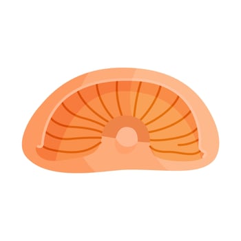Saffron milk cap mushroom slice, edible forest mushroom icon. Hand drawn trendy flat style delicious milk cap. Lactarius deliciosus fungus group engraved. illustration Isolated vector