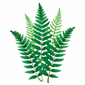 boston fern nephrolepis exaltata isolated on white background vector