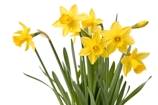 Bright yellow daffodils blooming in springtime png