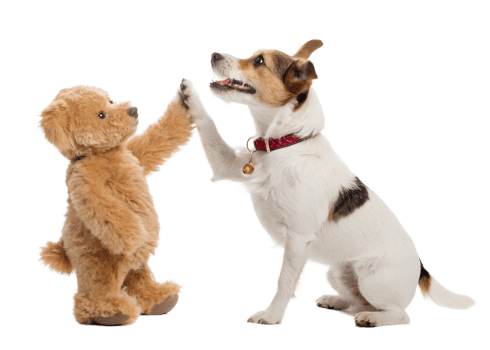 Dog and teddy bear share a playful moment together png