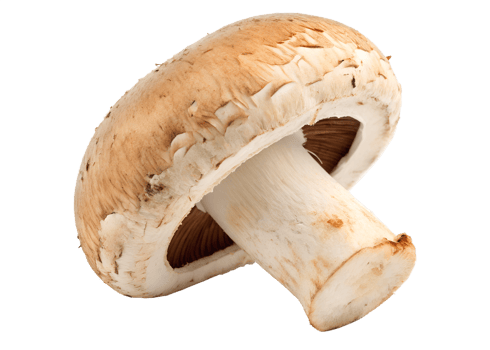 Fresh mushroom ready for culinary use in cooking png