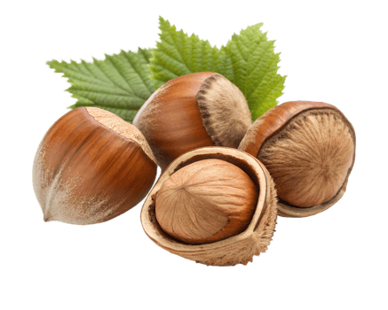 Fresh hazelnuts with leaves on a white background png