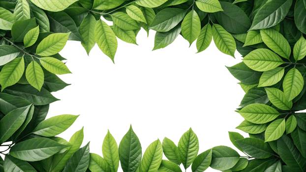 Green leaves on white background design png