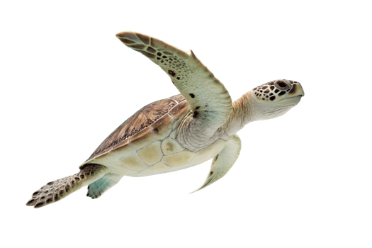 Green sea turtle gliding gracefully underwater png