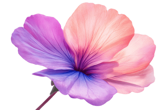 Beautiful flower blooming with vibrant colors png