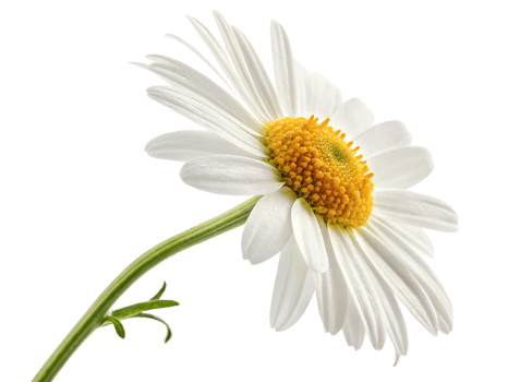 Daisy with white petals and yellow center blooming png