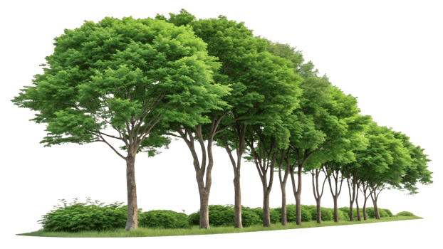 Lush green trees lined along a sunny path png