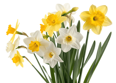 Beautiful bouquet of daffodils in spring season png