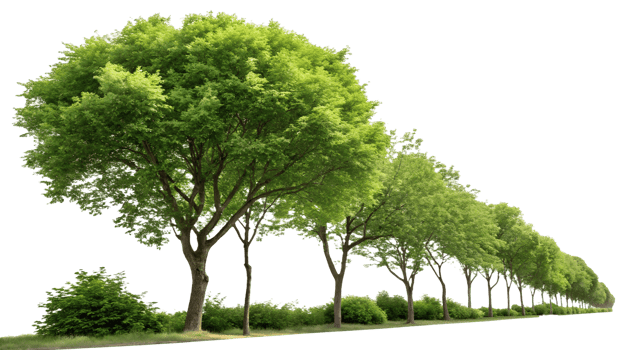 Lush green trees lining a peaceful pathway png