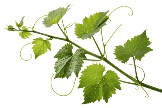Vibrant green vine leaves with curly tendrils png