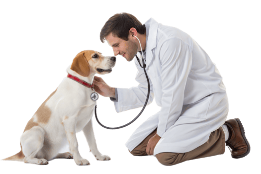 Veterinarian checks a dogs health during an exam png
