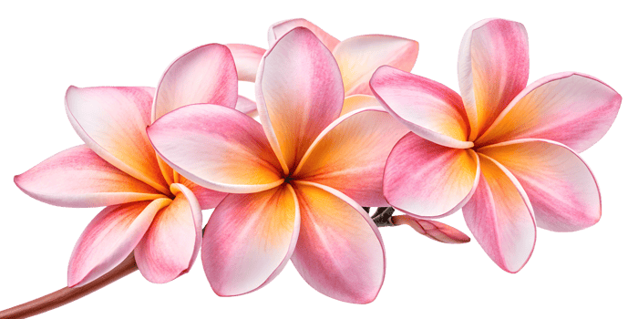 Pink and yellow plumeria blooms png