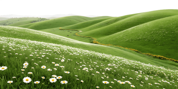 Rolling green hills covered in wildflowers png