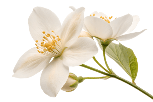 White flowers blooming on a branch in spring time png