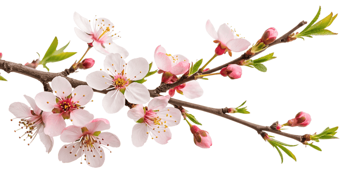 Blooming cherry blossom branch in springtime png