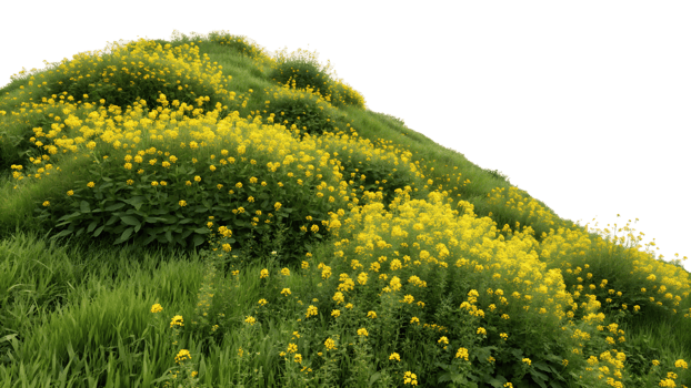 Bright yellow flowers blanket a grassy hilltop png