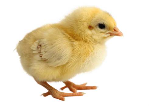 Cute yellow chick standing on a transparent background png