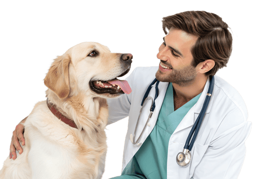 Vet smiles with golden retriever png