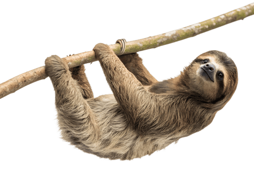 Sloth resting on a branch png