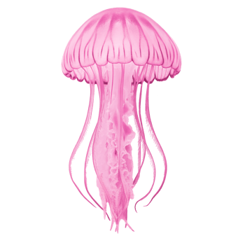 A pink jellyfish with long tentacles on a transparent background png