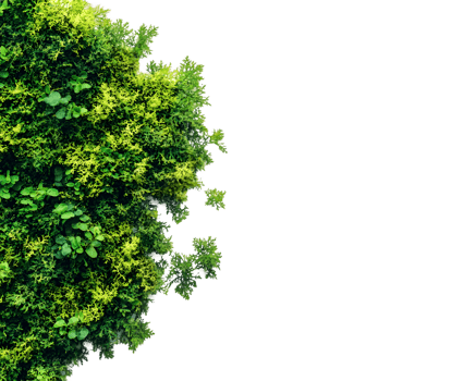Lush Green Foliage with Vibrant Leaves on a Transparent Background png