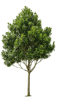 A tree with a classic silhouette, ideal for architectural visualizations and design projects png