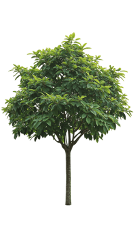 A vibrant, leafy tree, perfect for landscaping and nature-themed projects png