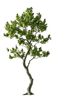 A slender, graceful tree with a unique shape, perfect for adding an artistic touch to designs png