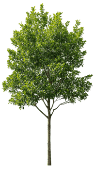 A sunlit tree with a light and airy feel, perfect for adding a touch of nature to any project png