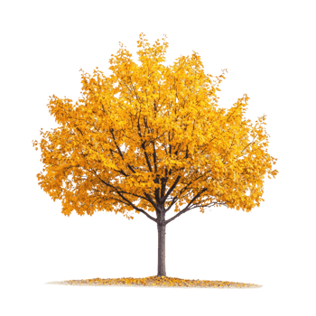 autumn tree with yellow leaves on transparent background png