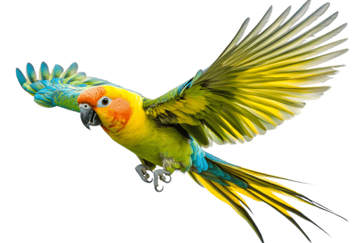 Colorful parrot gracefully soaring in flight png