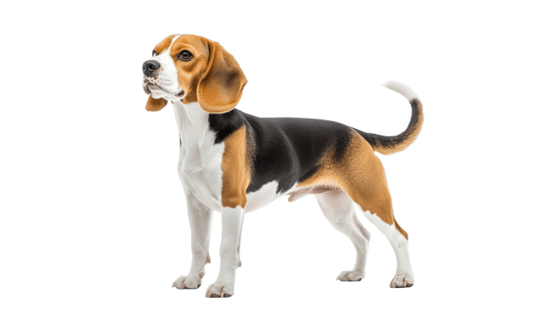 Beagle standing attentively on a white background png