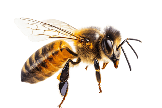 Buzzing honey bee close up on white png