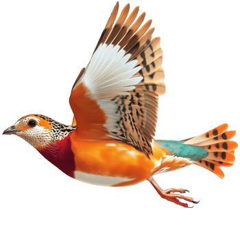 Colorful bird with spread wings soars gracefully through the sky png